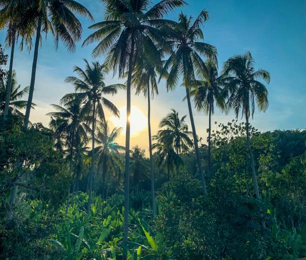 istock Coconut trees with Nature Background-Stock Photo 1299594288