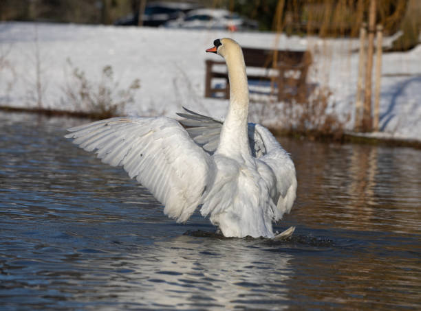 istock Mute Swan rising in the water 1299595187