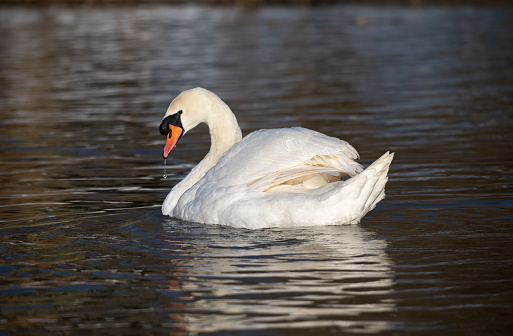 Image of a Swan sitting in the winter sunlight with water droplet form beak