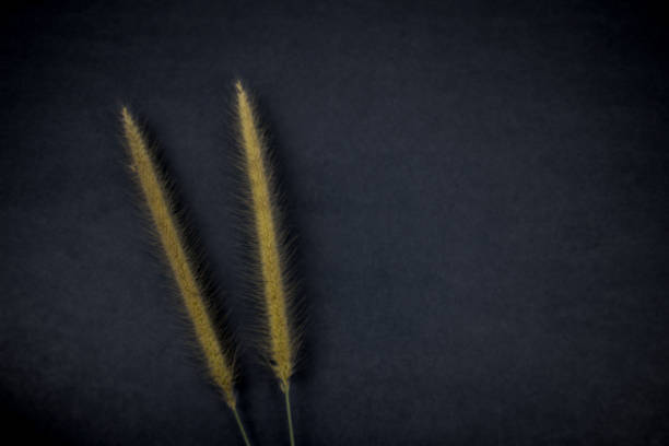 istock Grass flowers on the blue background 1299598943