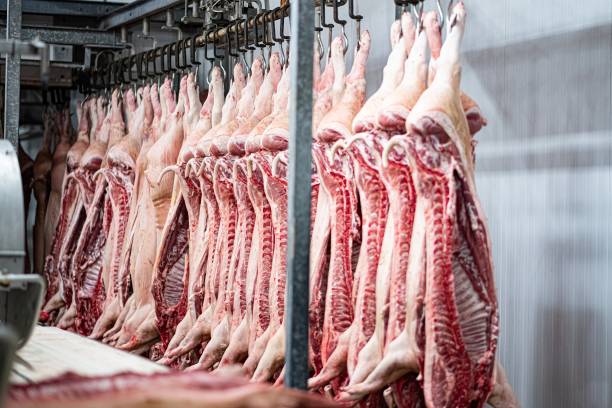 Industria cárnica, carnes colgadas en la tienda frigorífica. - foto de stock