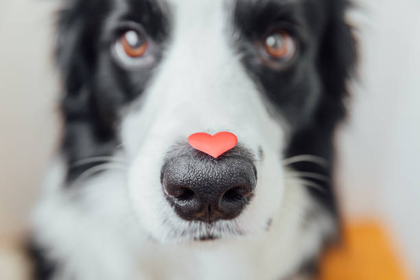 концепция дня святого валентина. забавный портрет милый щенок собака границы колли проведения красное сердце на носу на белом фоне. прекра� - flirting humor valentines day love стоковые фото и изображения