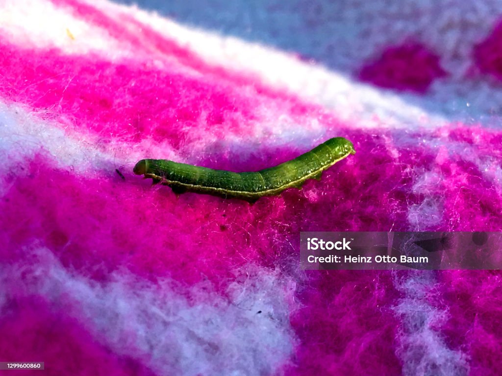 Green caterpillar Small animal Animal Stock Photo