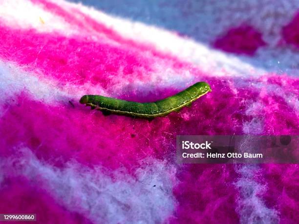 Green Caterpillar Stock Photo - Download Image Now - Animal, At The Edge Of, Blanket