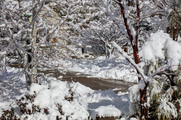 manteau neigeux après une tempête hivernale à prescott en arizona - snowpack photos et images de collection