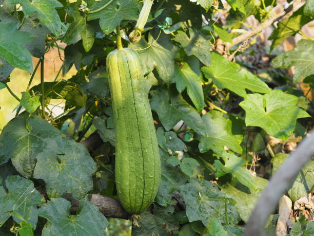 istock luffa acutangular, Cucurbitaceae green vegetable fresh in garden on nature background 1299601642