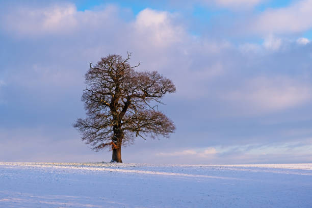 istock Bare Tree in Snowy Winter Landscape 1299601960