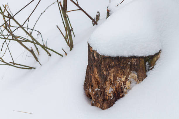 istock The tree stump is covered with a deep layer of white cold snow in winter 1299602097
