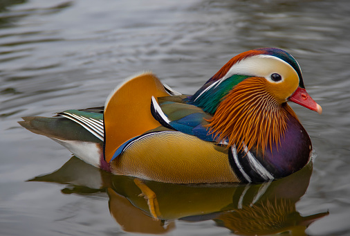 Mandarin duck swimming in water.