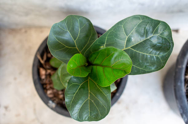 Fiddle leaf fig tree Little Fiddle leaf fig tree in a black pot, top view. fig tree stock pictures, royalty-free photos & images