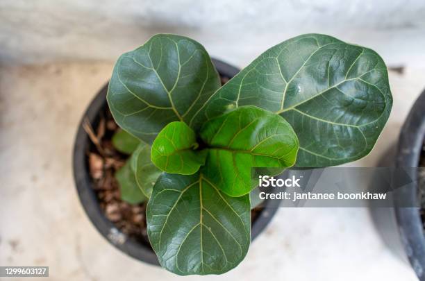 Fiddle Leaf Fig Tree Stock Photo - Download Image Now - Fiddle-leaf Fig, Leaf, Fig Tree