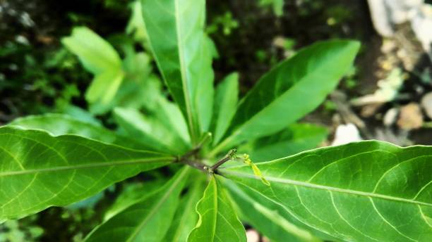 istock Top of leaves with defocused background 1299603133