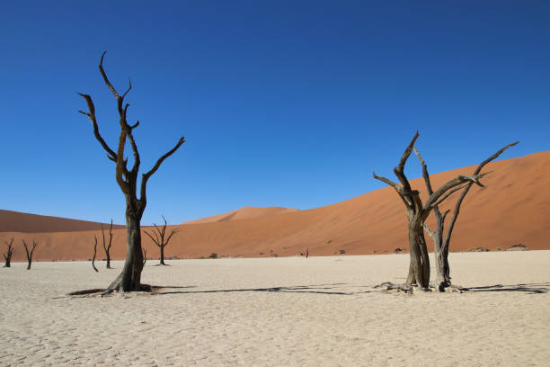 istock Dead Vlei - Sossusvlei, Namibia, Africa 1299603968