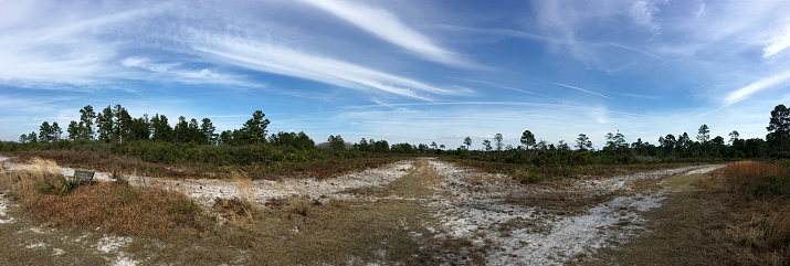 Panoramic shot of sparsely wooded, low understory scrub habitat with dirt road and firebreak in the foreground. The blue sky above is crisscrossed with vapor trails. Photo taken at Cedar Key Scrub State Reserve, on the western coast of central Florida, on iPhone 6S Plus