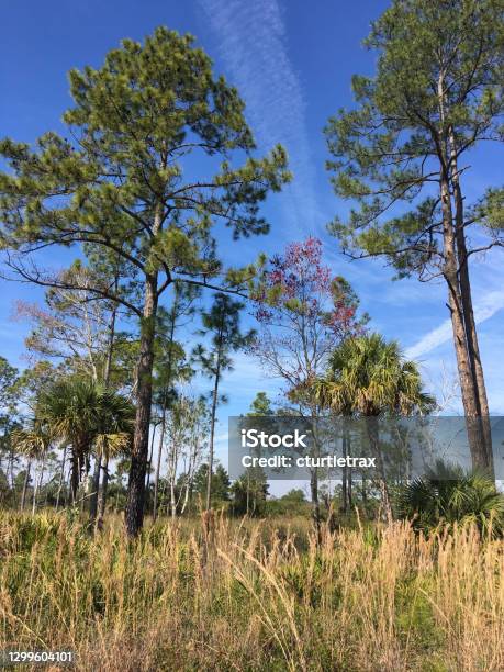 Sparse Forrest Sparse Pine Forest With Andropogon Grasses And Marsh In Background ...