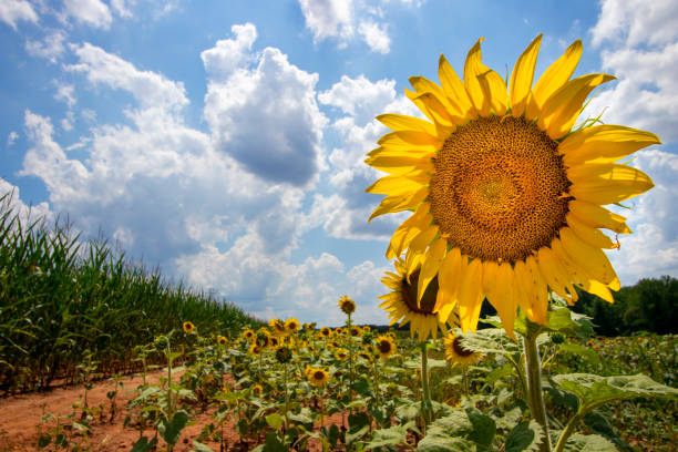 Sunflower and cornfield with vibrant sunshine