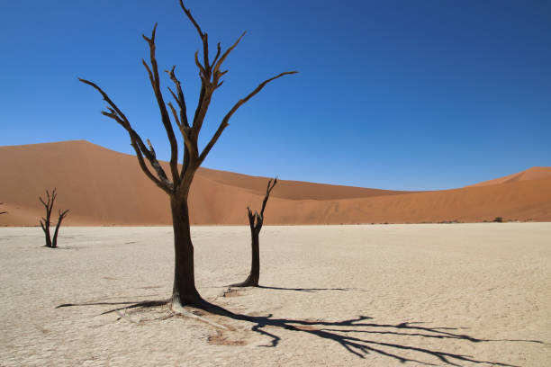 istock Dead Vlei - Sossusvlei, Namibia, Africa 1299604421