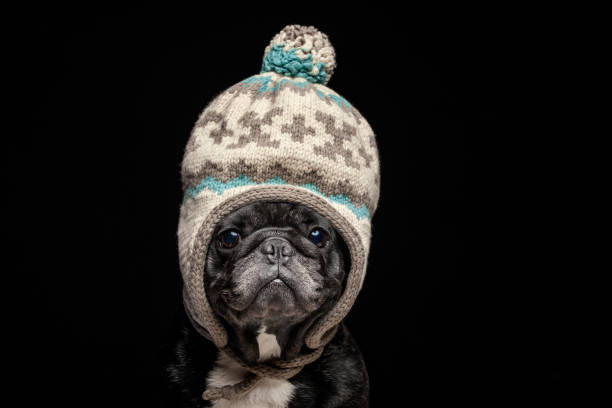 istock image of dog hat dark background 1299604836