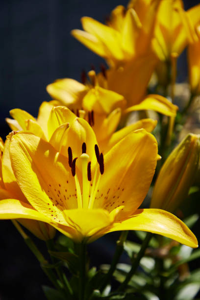 istock yellow flowering lilies against dark background 1299607434