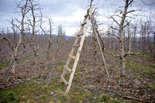 istock ladder at a fresh pruned apple orchard in january 1299608556