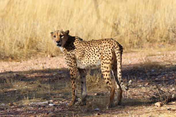 istock Cheetah in the savanne - Namibia, Africa 1299608653