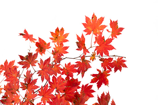 Branch of autumn leaves isolated on a white background