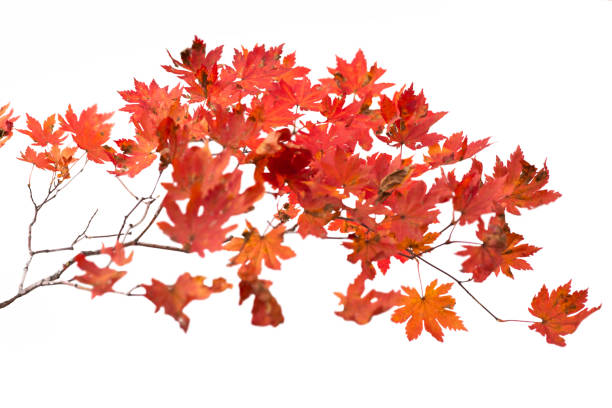 Branch of autumn leaves isolated on a white background