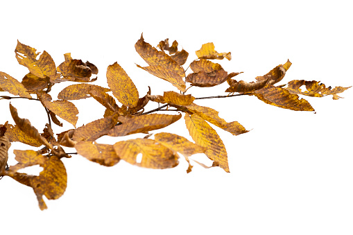 Branch of autumn leaves isolated on a white background