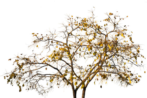 Branch of autumn leaves isolated on a white background