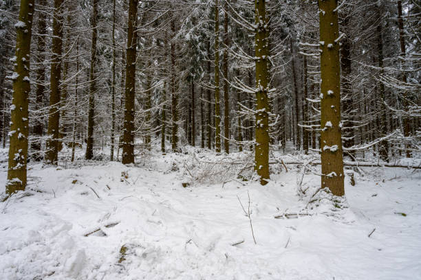 A pine forest covered in snow. Picture from Scania, southern Sweden