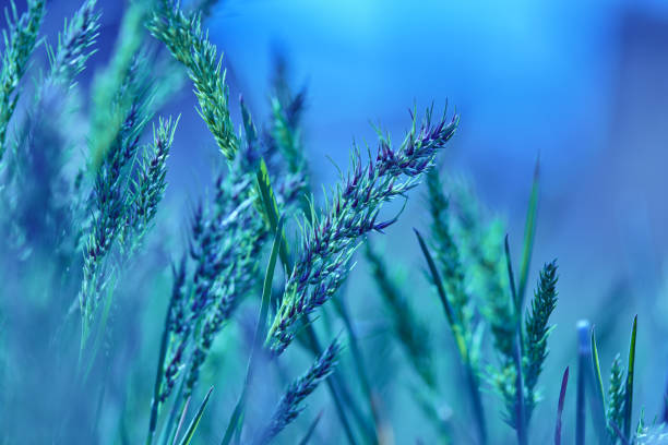istock Grass, morning. Blurred natural background. Tender background with meadow grass. Beautiful background with spikelets. 1299609741