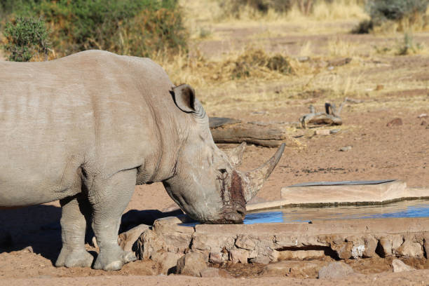 istock wide-mouthed rhinoceros - Namibia Africa 1299609745