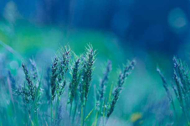 istock Blurred natural background. Tender background with meadow grass. Meadow grass. Beautiful background with spikelets. 1299609748