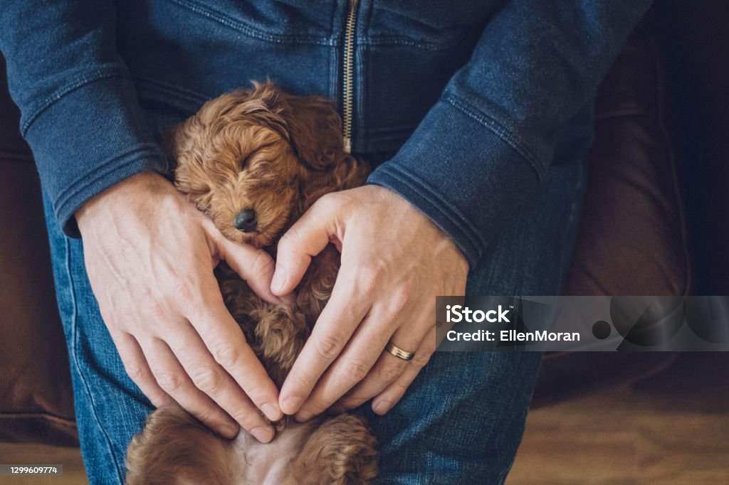 Puppy Day A cute little puppy is fast asleep on a man's lap. Dog Stock Photo