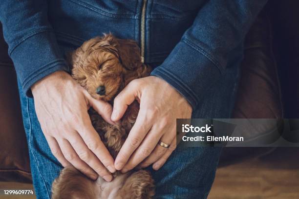 Puppy Day Stock Photo - Download Image Now - Dog, Heart Shape, Cavapoo