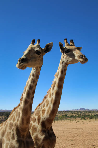 istock giraffe heads - Namibia, Africa 1299610062
