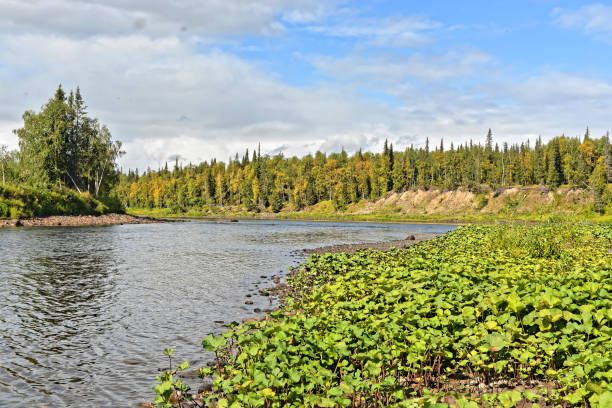 istock Northern river landscape on a summer sunny day. 1299610966