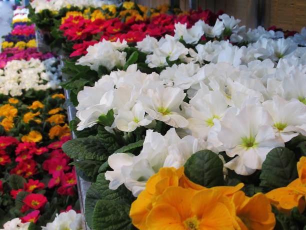 istock Pretty Bright Closeup Colourful Winter Bloom Primrose Flowers 1299611199