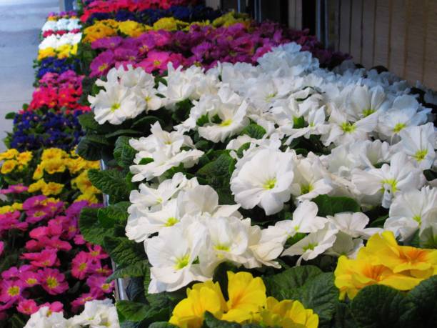 istock Pretty Bright Closeup Colourful Winter Bloom Primrose Flowers 1299611201