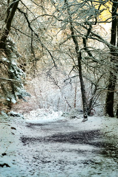 istock winter snow in the woods 1299611392