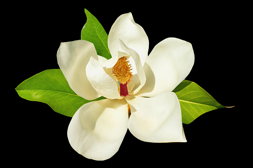 Flower of magnolia isolated on black background