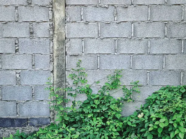 Green Climbing Plants Against Cement Brick Wall