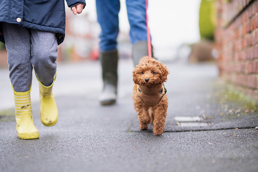 A puppy is out for a walk on a rainy day.