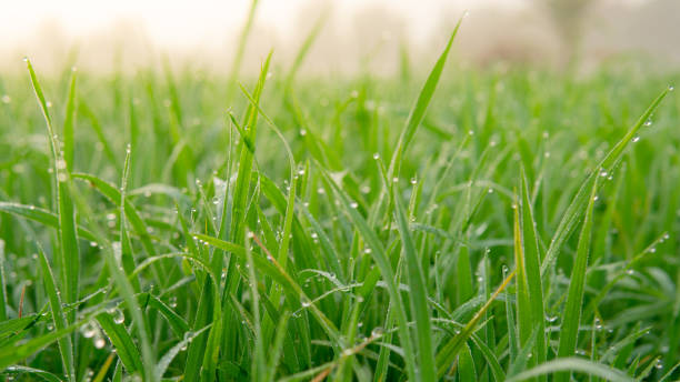 istock Dew drops on morning shine on rice field. 1299612300