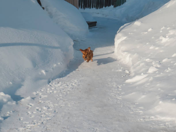 Red dog mongrel on the run in the jump, the concept of love, care and care of pets, winter walks with pets in nature