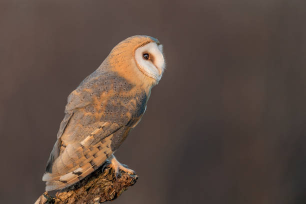 istock Portrait of Barn owl perched on tree trunk (Tyto alba) 1299613709
