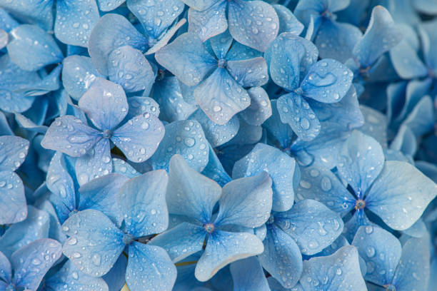 istock Blue hydrangea flowers with water drops. macro shot. floral texture 1299613857