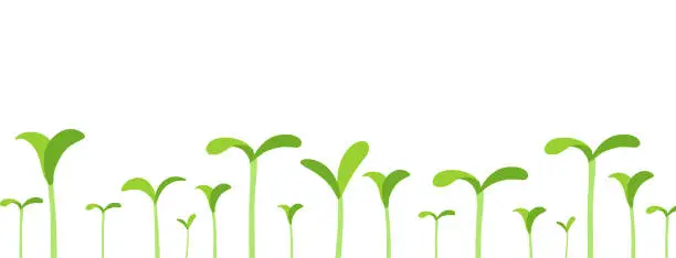 Vector illustration of Agricultural seedlings field. Growing young plant shoots. Crops began to sprout. Spring season. Vector. Place for your text. Copy space. Horizontal banner.