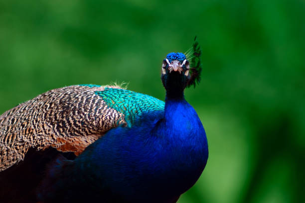 nahaufnahme des niedlichen pfau (hell vogel) auf einem grünen hintergrund - close up peacock animal head bird stock-fotos und bilder