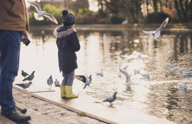 A little girl stands next to a pond to feed the birds and a cool winter day.